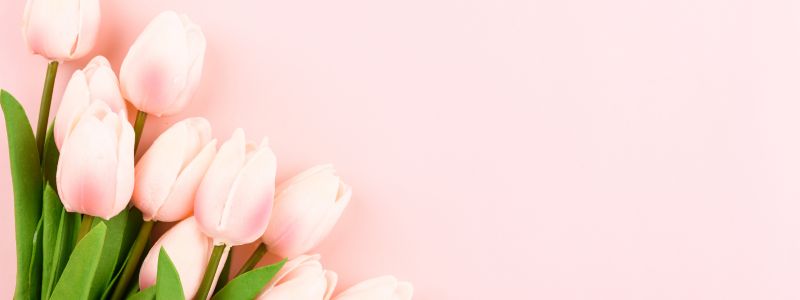 Pink background with a bunch of pink tulips in the left hand corner.