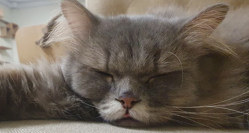 Fluffy grey cat sleeping
