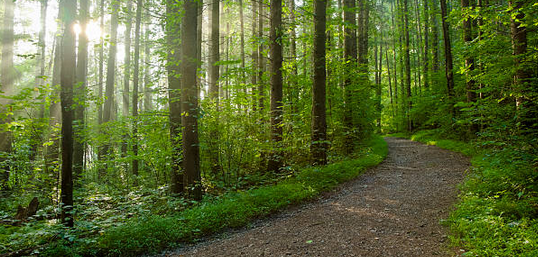 Grainne James pathway through a sunlit forest