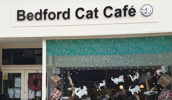 Bedford Cat Cafe Christmas window