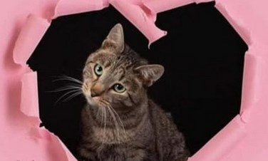 Bedford Cat Cafe cat in pink paper heart cut out