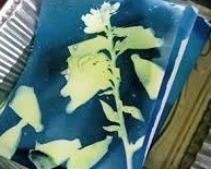 Cyanotypes with Grete Dalum-Tilds