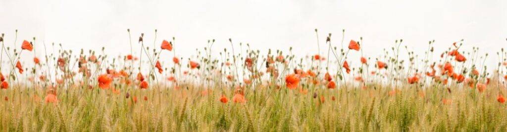 Poppy Appeal 2024 field of wheat and poppies