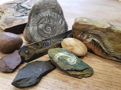 Create Your Own Fossil at The Higgins Bedford