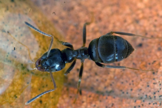 black garden ant