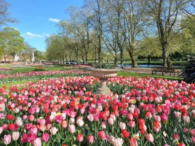 Bedford Borough Council announces annual tulip bulb giveaway for community groups