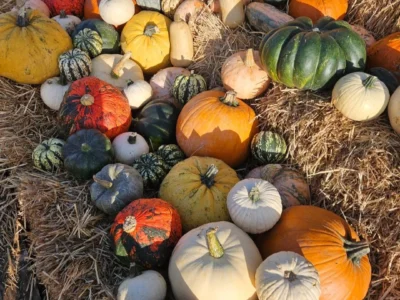 The Secret Farm Pumpkin Patch Fun