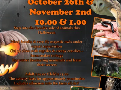 Halloween Predator Experience at Herrings Green Activity Farm & Birds of Prey Centre