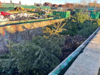 Real Christmas tree recycling in Bedford Borough