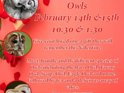 Valentines Tea and Owls Experience