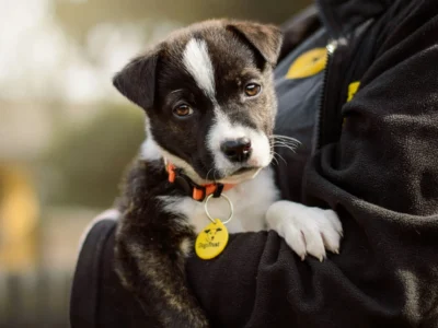 Dogs Trust and RSPCA Seek Public Views as Dog Population in the East Soars to 1.3m