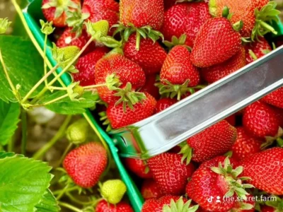 Strawberry and Peony Picking at The Secret Farm