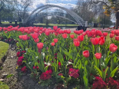 Bedford Borough Council’s annual tulip bulb giveaway is back!